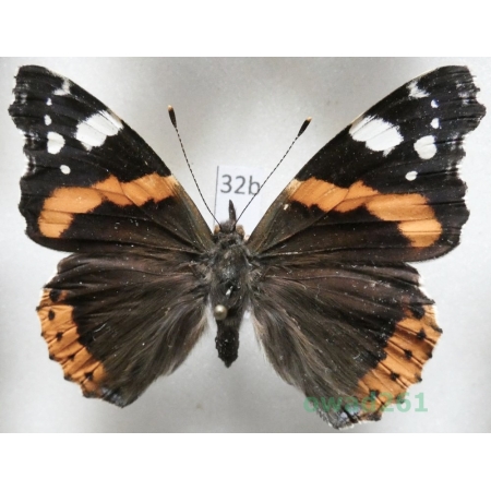 Vanessa atalanta (Linnaeus, 1758) Czech32b